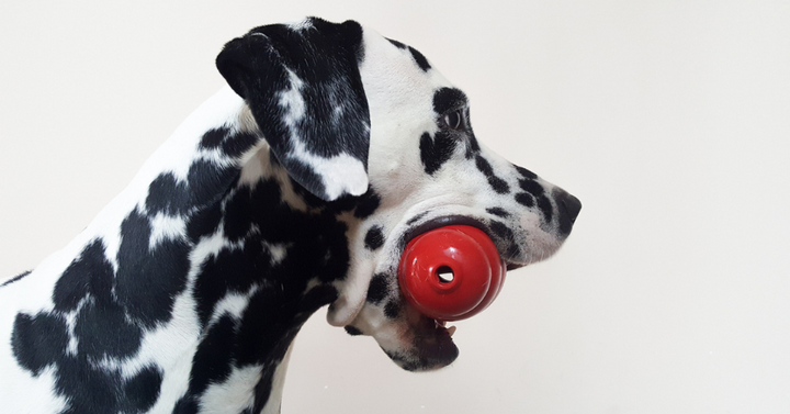 Enriching Your Dog's Life with The Honest Kitchen and KONG