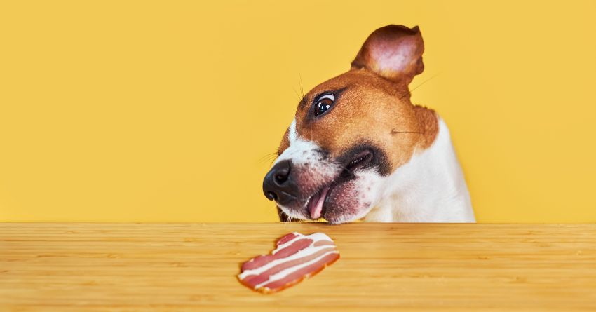 A dog sneaking a piece of bacon off the table to eat it