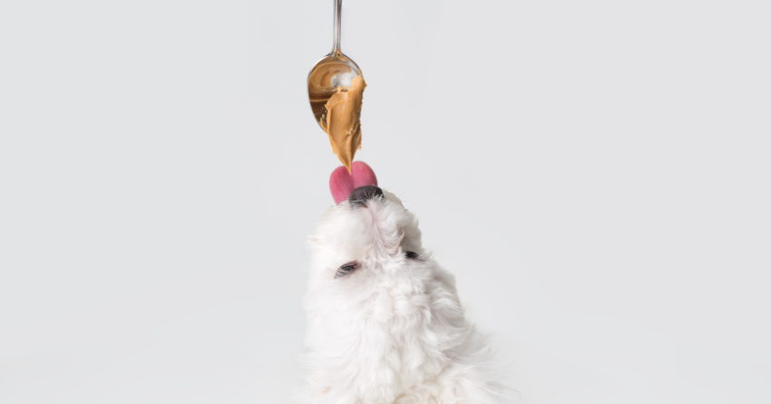 A dog licking peanut butter from a spoon