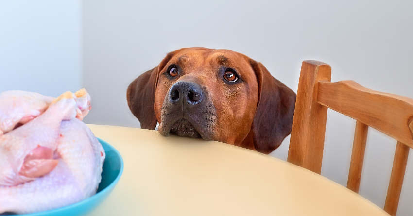 A dog resting his head on a kitchen table, staring at a whole raw chicken