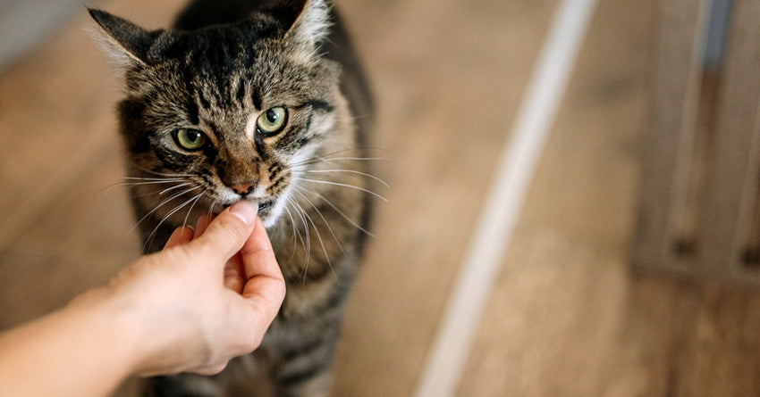 A cat eating a piece of food out of a human's hand