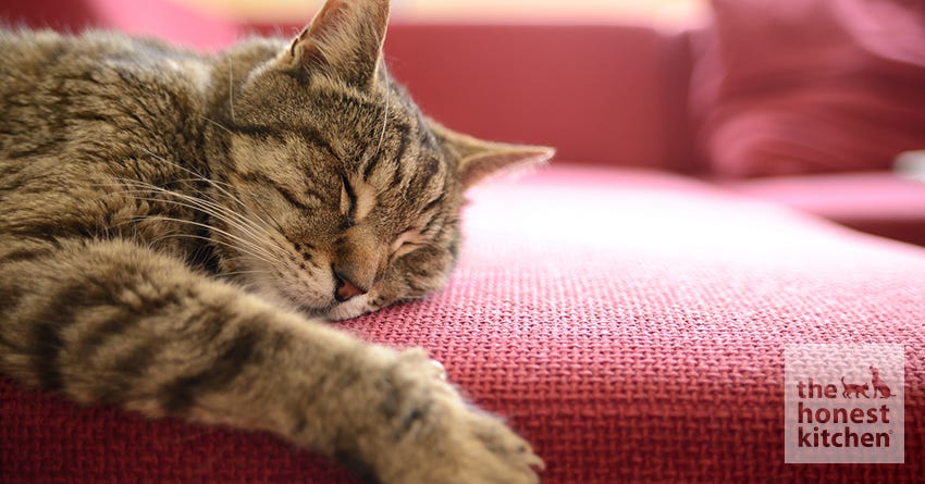 Cat Naps: Tips from the Master – The Honest Kitchen