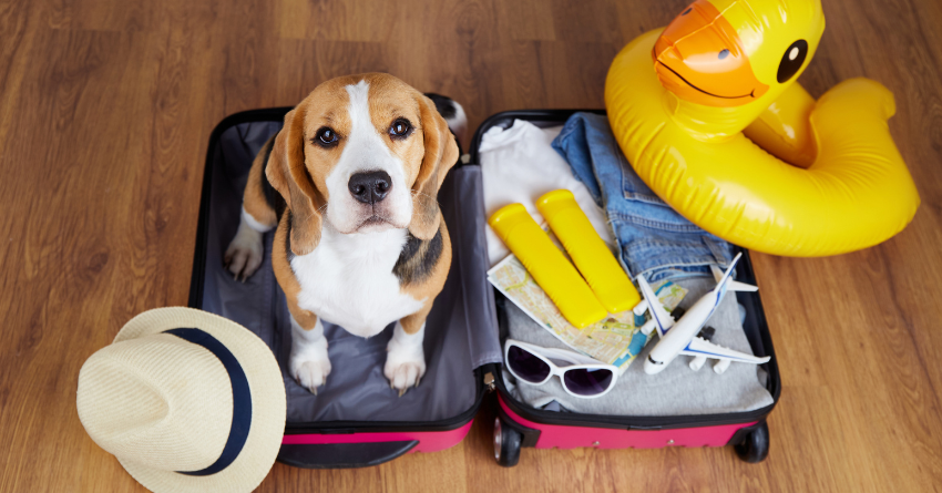 A dog sitting inside a packed suitcase, looking up at the camera