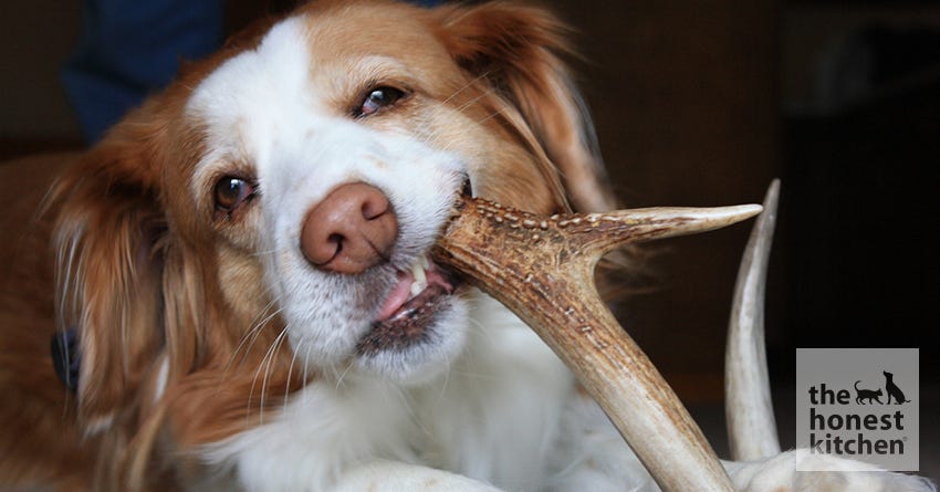 dog antler chew