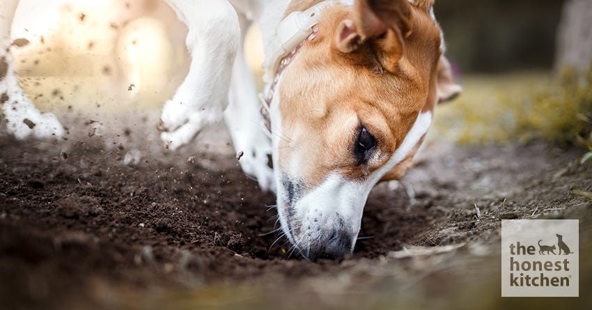 dog digging