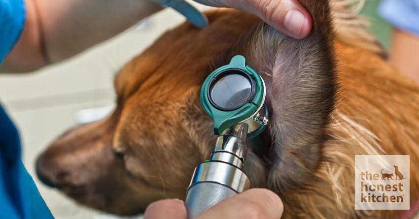 Doggie Ear Infections: Signs & Solutions