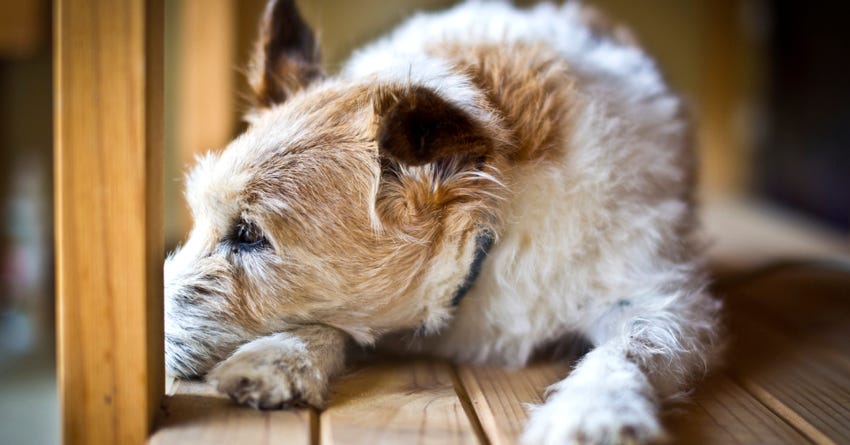 7 Frequently Asked Questions About Canine Osteoarthritis – The Honest ...