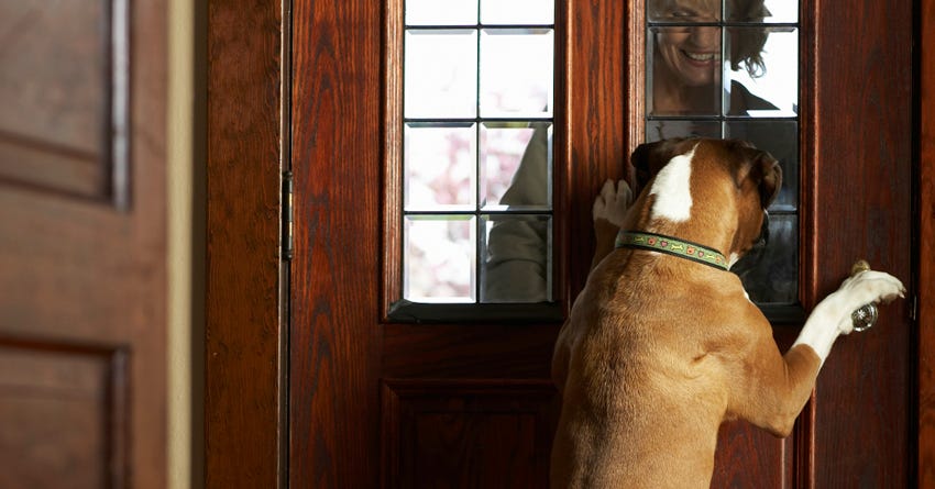 Keeping Your Dog Calm When Guests Come To Visit, 46% OFF