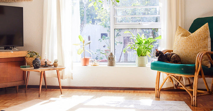 A living room setting with a cat sitting on a living chair next to a bright window