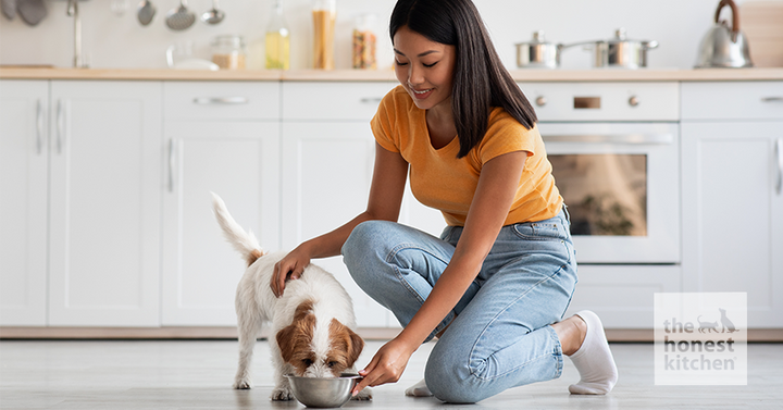 A woman pets her brown and white dog as they eat dog food out of a bowl on the ground. 