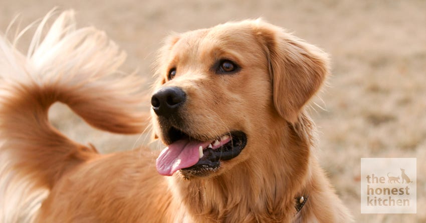 golden retriever coat