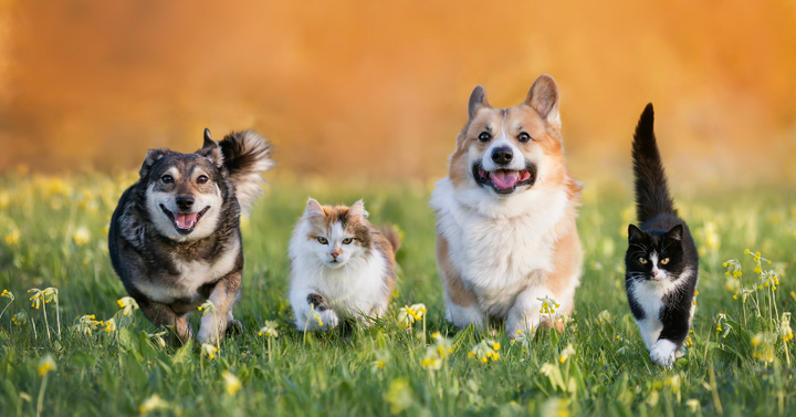 A picture of dogs and cats running together outside in the grass