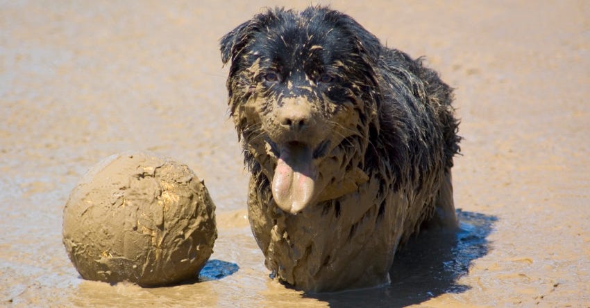 DIY Grooming Spray for Smelly Pets