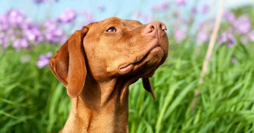 7 Ways Flower Remedies Can Help Your Pet – The Honest Kitchen