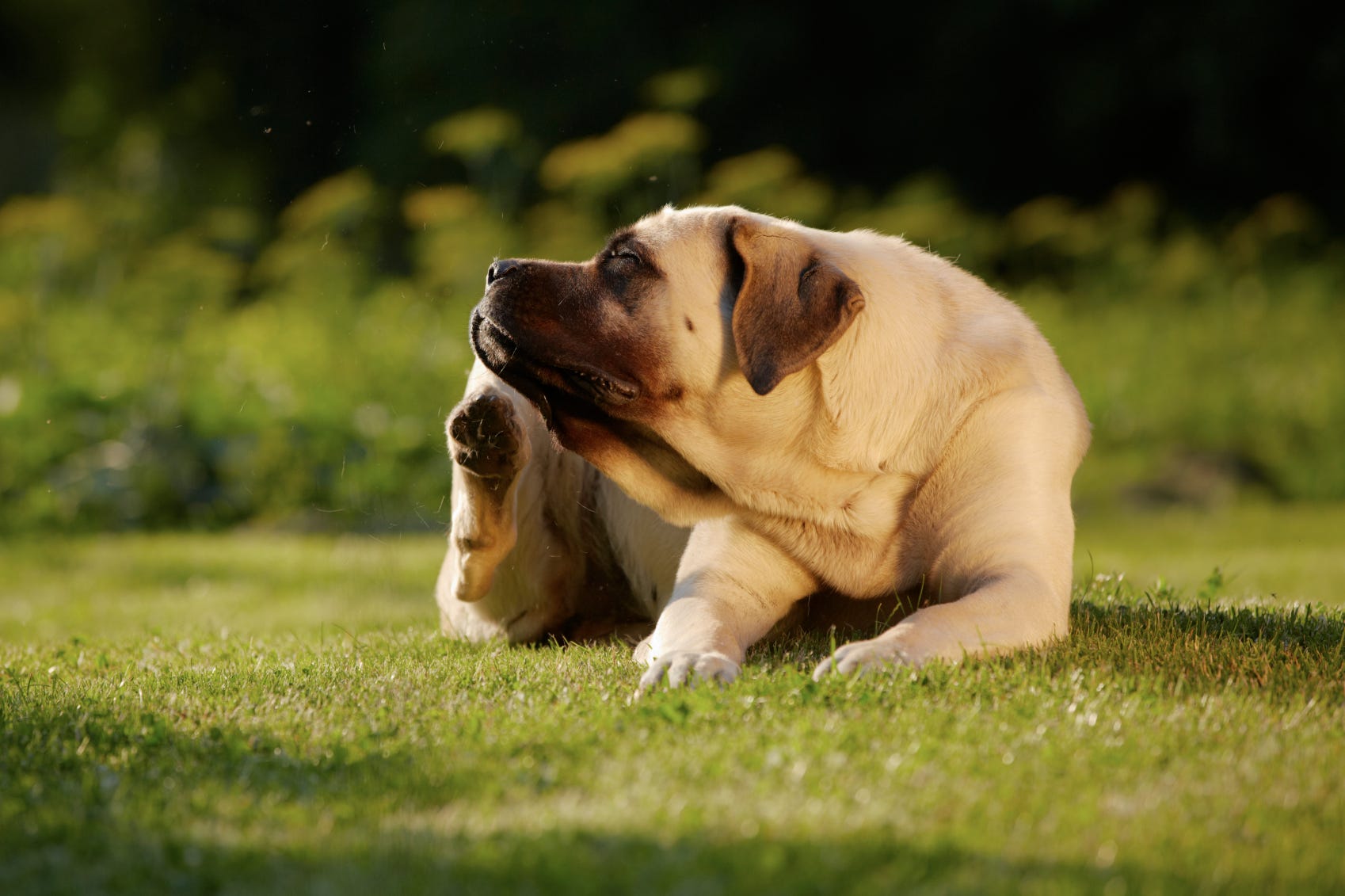 Home remedy outlet for dehydrated dog