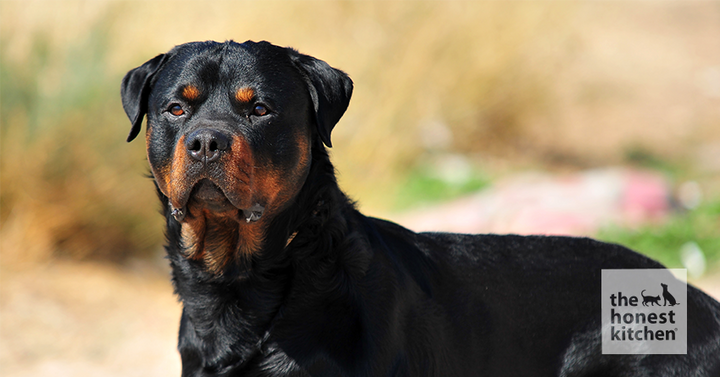 Rottweiler Looking at Camera