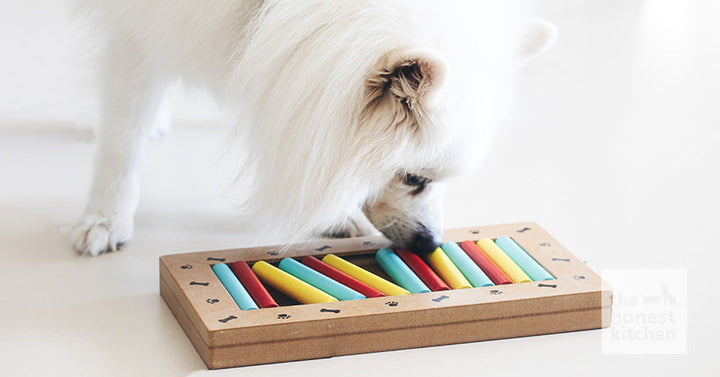 How To Pick the Best Dog Puzzle Treats and Toys for Your Dog