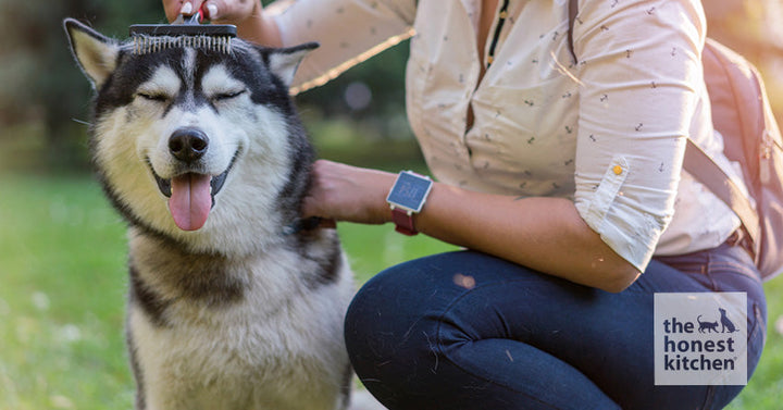 Gone With the Fur: Find Dog Food That Helps With Shedding