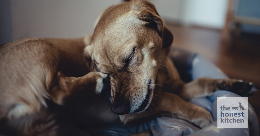 Unleash Relief With Dog Food That Helps With Allergies