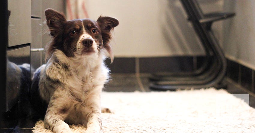 A dog lying down on a rug