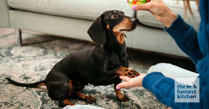 A dachshund sitting next to a couch completing training near his owner