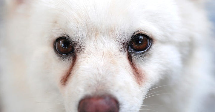 A small white dog with tear stains