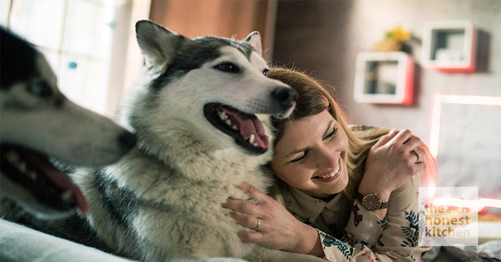 A happy husky and his owner cuddling next to each other