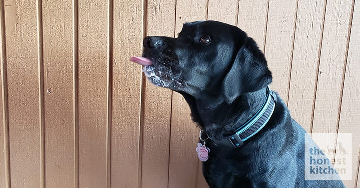 A dog licking around his mouth after eating some yogurt