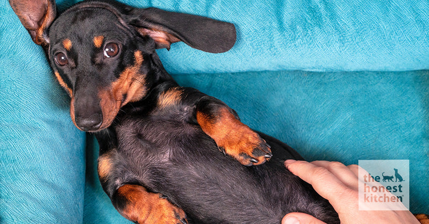 A dachshund laying on his back on a soft surface