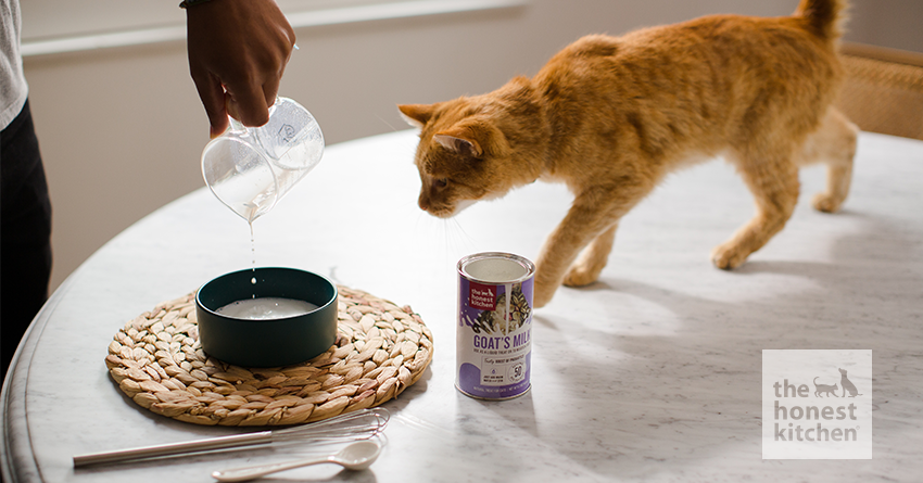 Cat drinking goat's milk