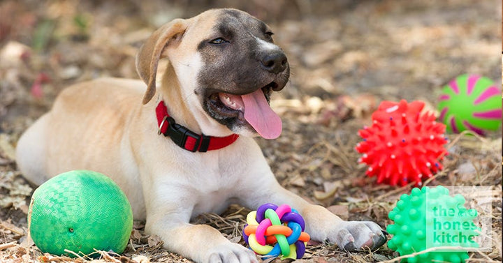 Teaching Your Dog to Put Toys Away