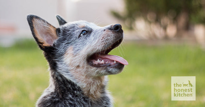 Choosing the Best Food for Puppies: Ingredients and More