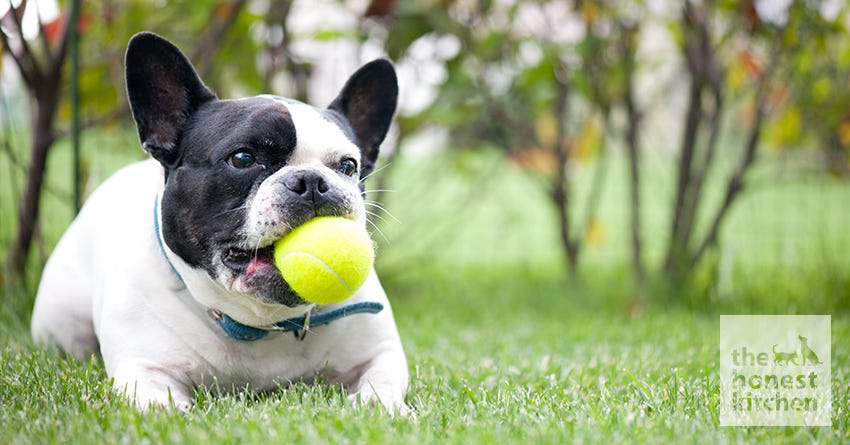 French Bulldog