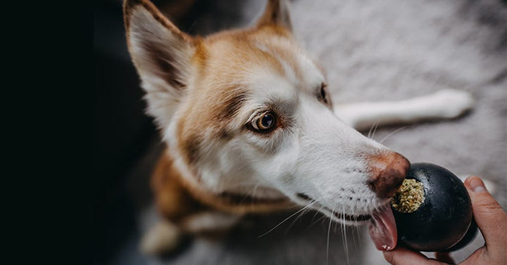 Dog licking a KONG toy