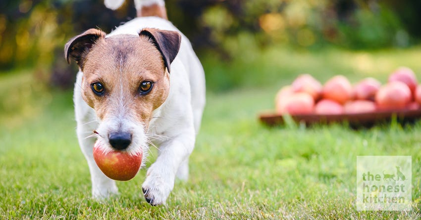 dog apples