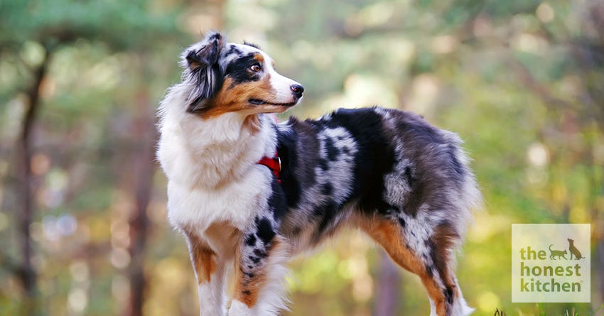 australian shepherd