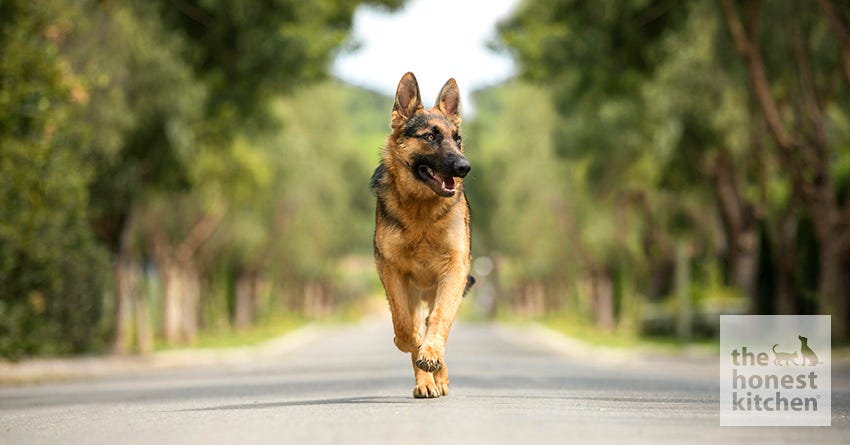 German Shepherd Dog