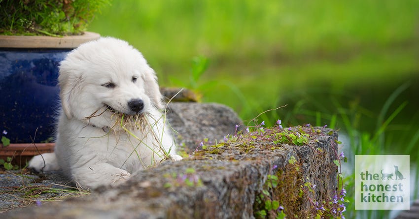 Dog Eating Grass