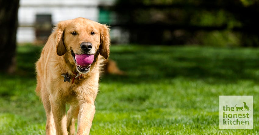 A golden retriever with a ball in his mouth in the backyard