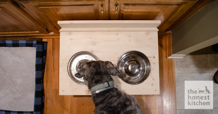 elevated dog bowl