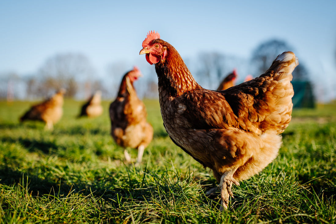 Chicken looking off into the distance in  a field