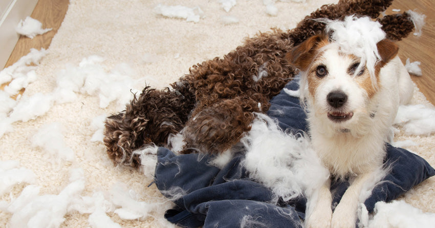 Puppies making a mess with cotton and feathers in their new house