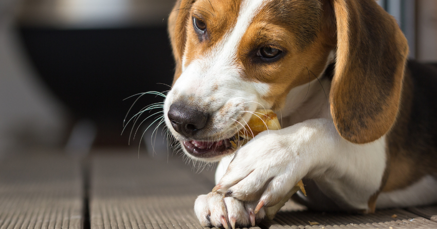 A dog chewing on a chew treat