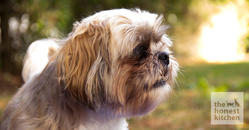 at what age does a shih tzu go into heat