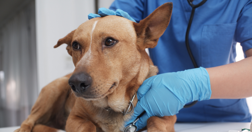 A dog getting a checkup at the veterinarian