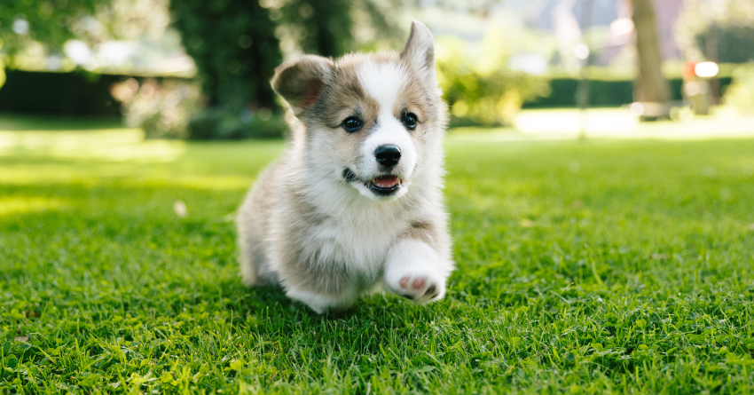 A puppy running in the grass outside