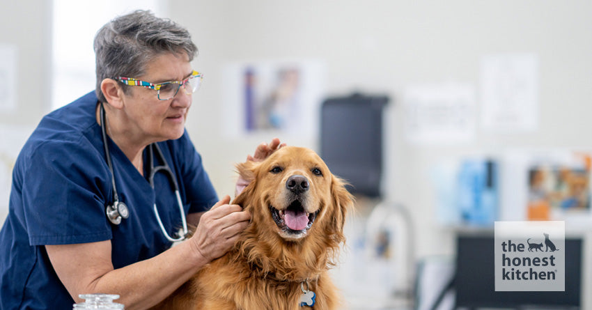 A vet examining a happy dog in their clinic