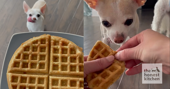 Functional Pour Over Waffles for Dogs