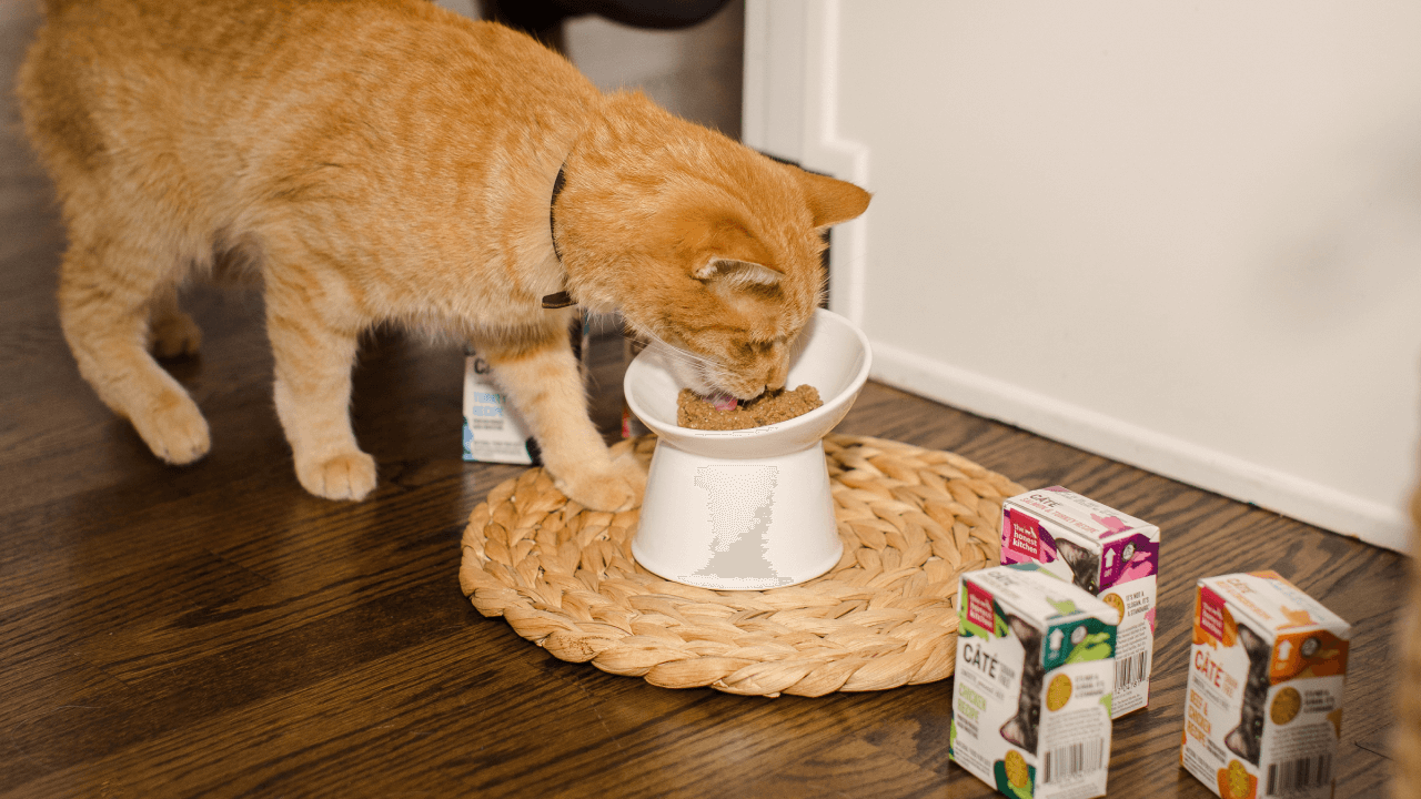 Shop Cat Food & Hydration for Healthy Digestion | The Honest Kitchen