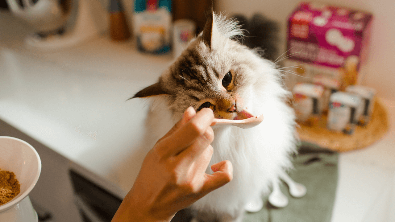 Shop Cat Food & Treats for Picky Eaters | The Honest Kitchen